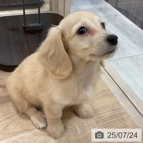 ミニチュア・ダックスフンドの写真