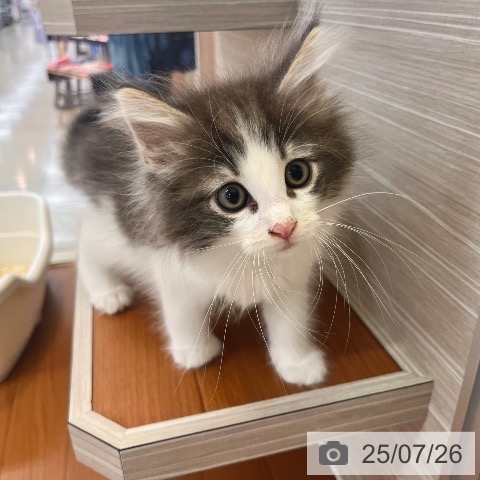 ノルウェージャンフォレストキャットの写真