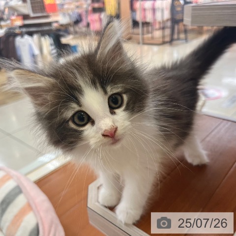 ノルウェージャンフォレストキャットの写真
