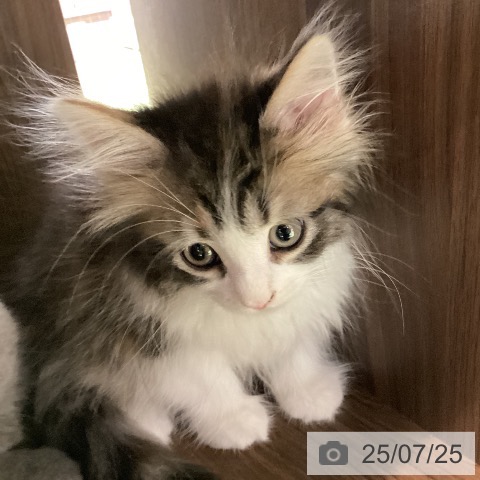 ノルウェージャンフォレストキャットの写真