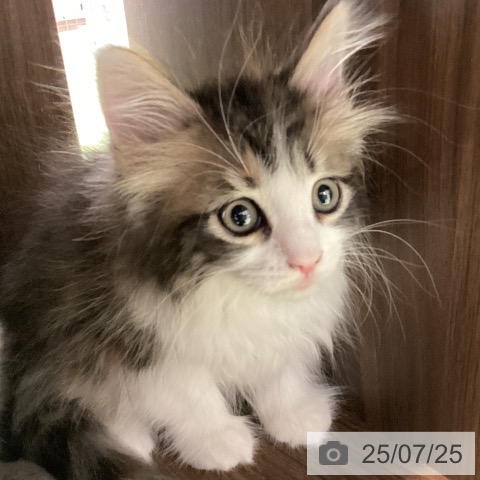 ノルウェージャンフォレストキャットの写真