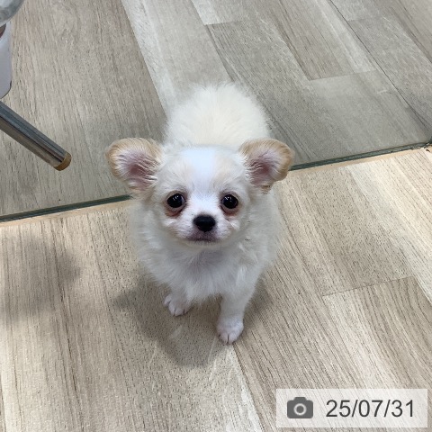 チワワの写真