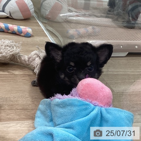 チワワの写真