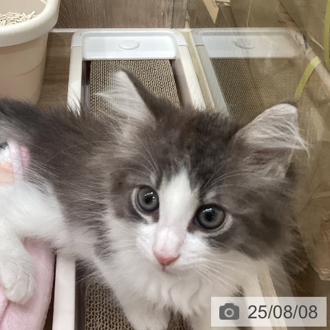 ノルウェージャンフォレストキャットの写真