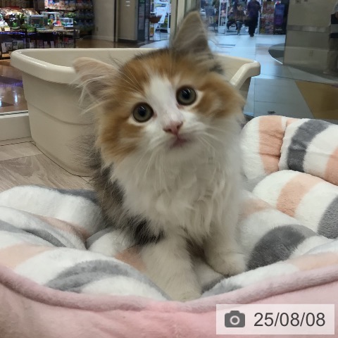 ノルウェージャンフォレストキャットの写真