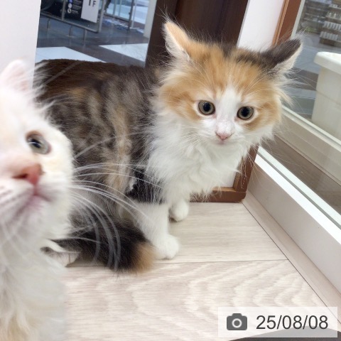 ノルウェージャンフォレストキャットの写真