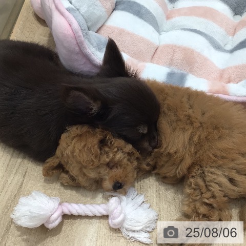 チワワの写真