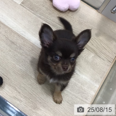 チワワの写真