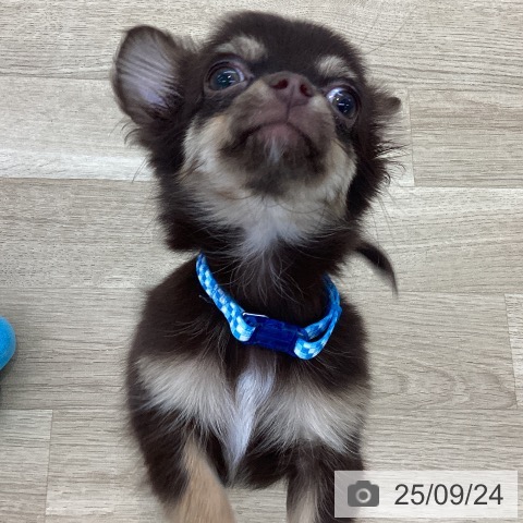 チワワの写真