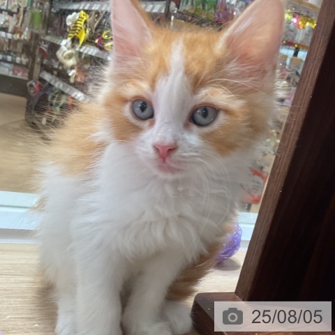 ノルウェージャンフォレストキャットの写真