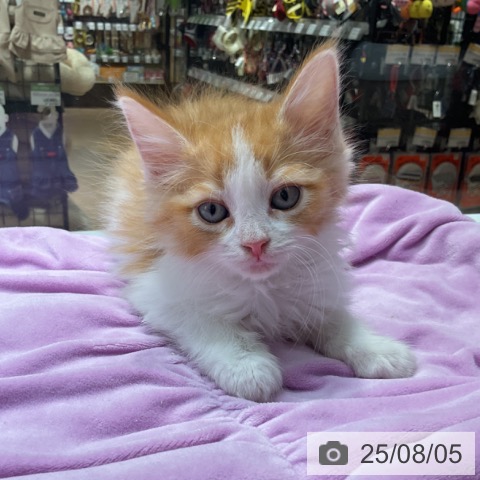 ノルウェージャンフォレストキャットの写真