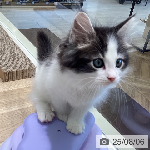 ノルウェージャンフォレストキャットの写真