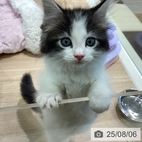 ノルウェージャンフォレストキャットの写真
