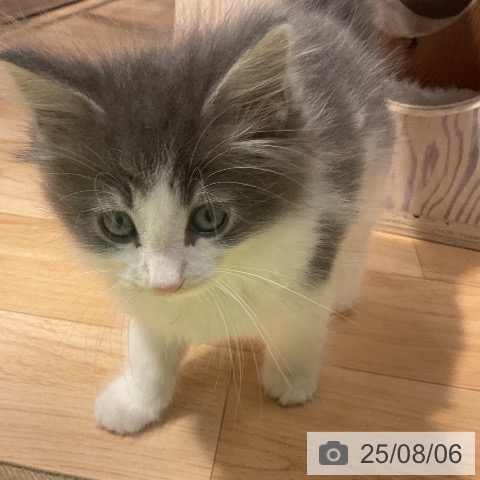 ノルウェージャンフォレストキャットの写真