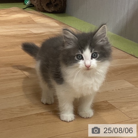 ノルウェージャンフォレストキャットの写真