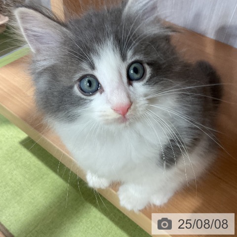 ノルウェージャンフォレストキャットの写真