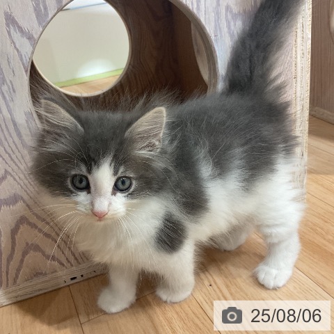 ノルウェージャンフォレストキャットの写真