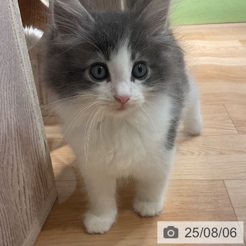 ノルウェージャンフォレストキャットの写真