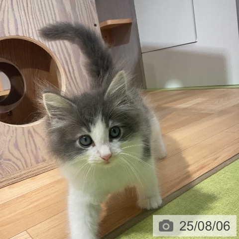 ノルウェージャンフォレストキャットの写真