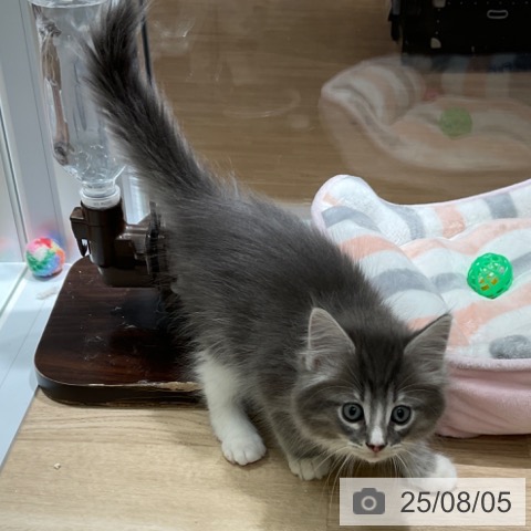 ノルウェージャンフォレストキャットの写真