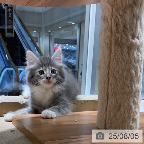 ノルウェージャンフォレストキャットの写真