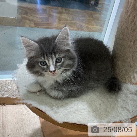 ノルウェージャンフォレストキャットの写真
