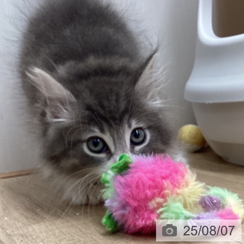 ノルウェージャンフォレストキャットの写真