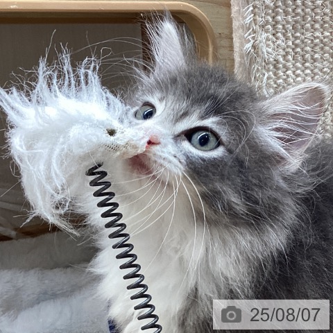 ノルウェージャンフォレストキャットの写真