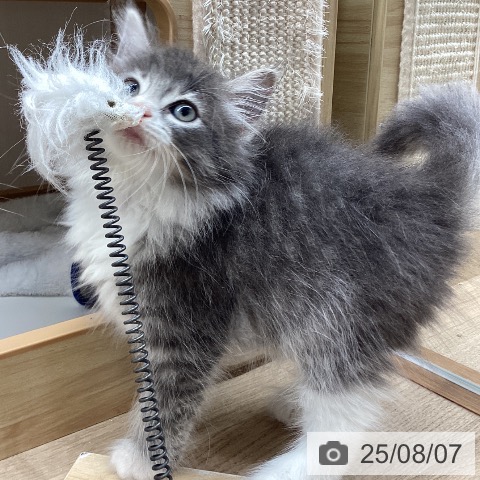 ノルウェージャンフォレストキャットの写真