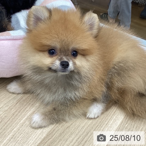 ポメラニアンの写真