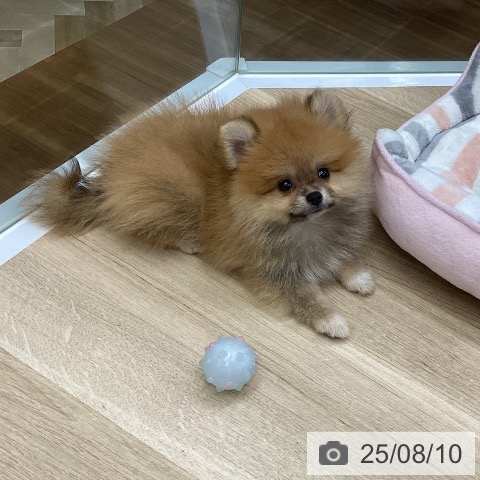 ポメラニアンの写真