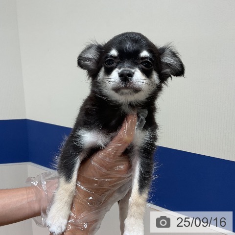 チワワの写真