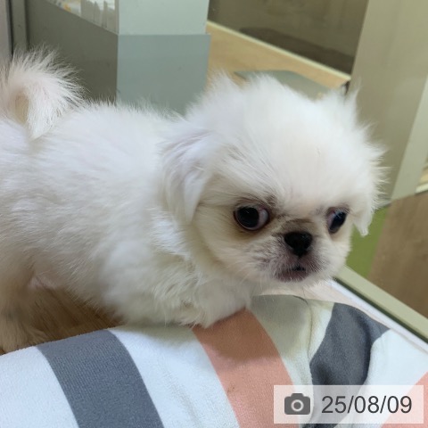 ペキニーズの写真