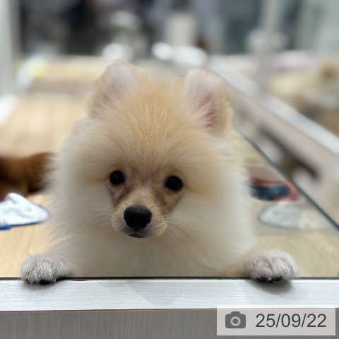 ポメラニアンの写真