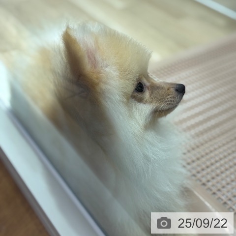 ポメラニアンの写真