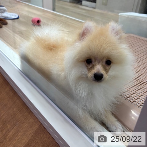 ポメラニアンの写真