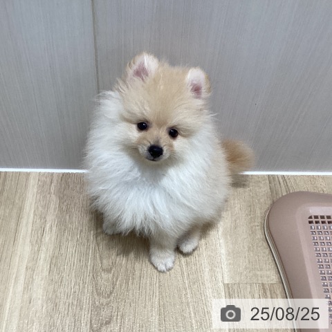 ポメラニアンの写真
