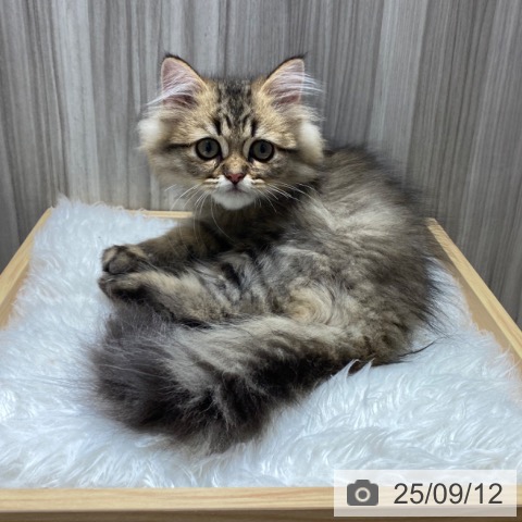 ペルシャの写真