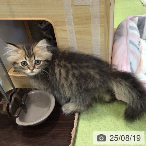 ペルシャの写真