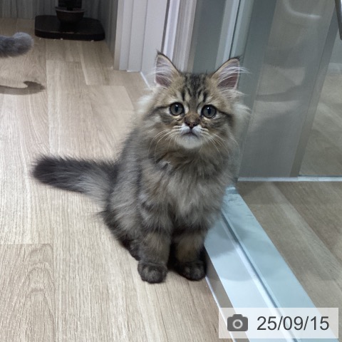 ペルシャの写真