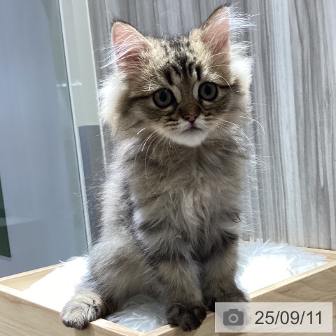 ペルシャの写真
