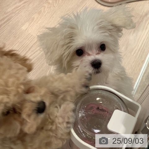 マルチーズの写真