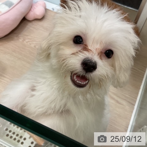 マルチーズの写真