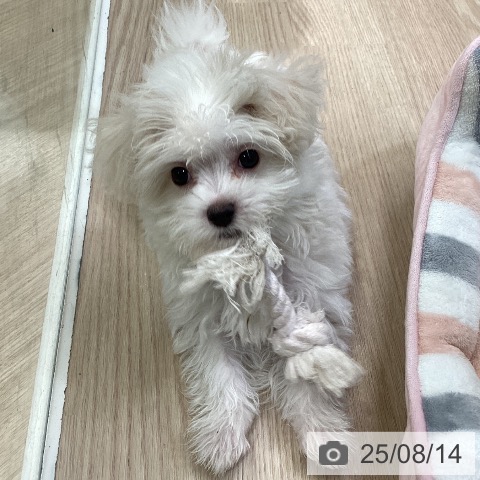 マルチーズの写真