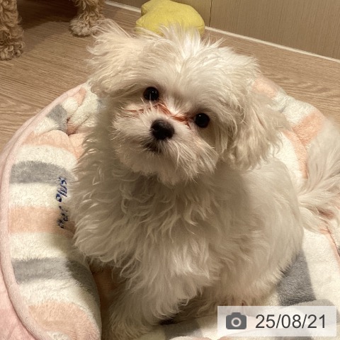 マルチーズの写真
