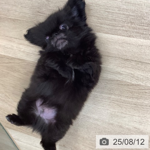 ペキニーズの写真
