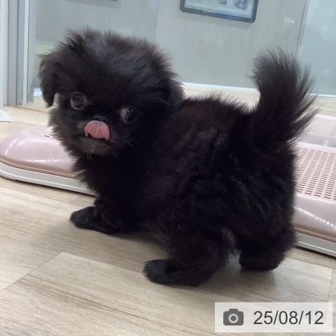 ペキニーズの写真