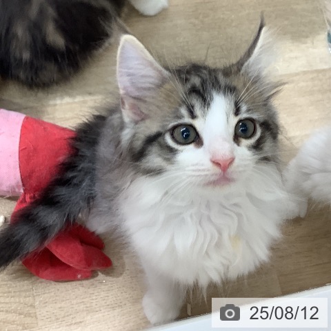 ノルウェージャンフォレストキャットの写真