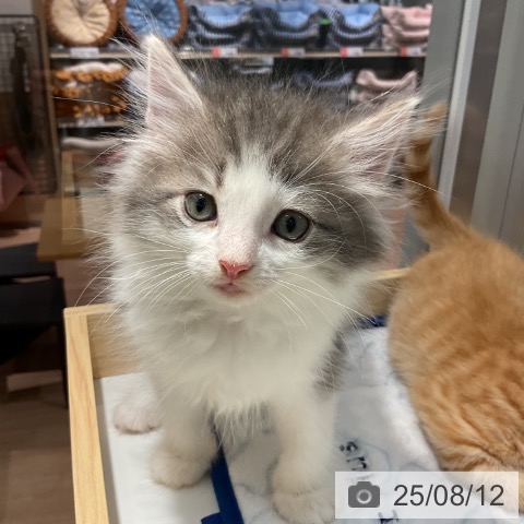 ノルウェージャンフォレストキャットの写真