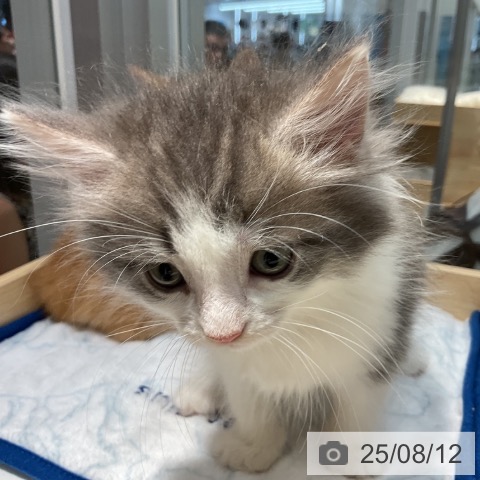 ノルウェージャンフォレストキャットの写真
